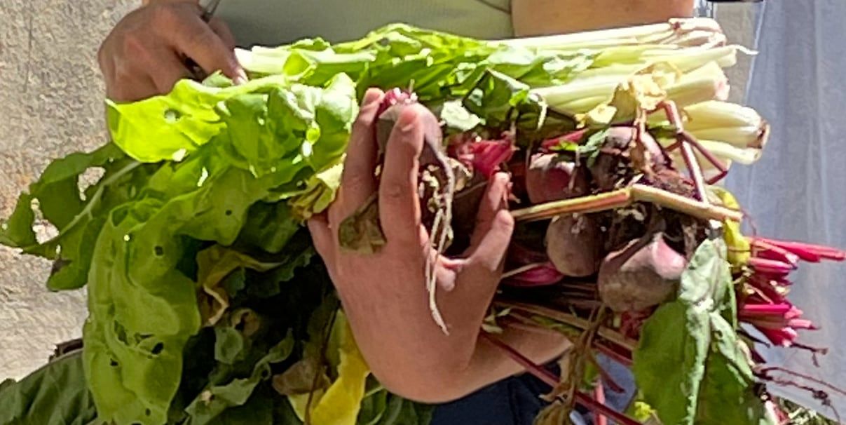 Brazado de verduras