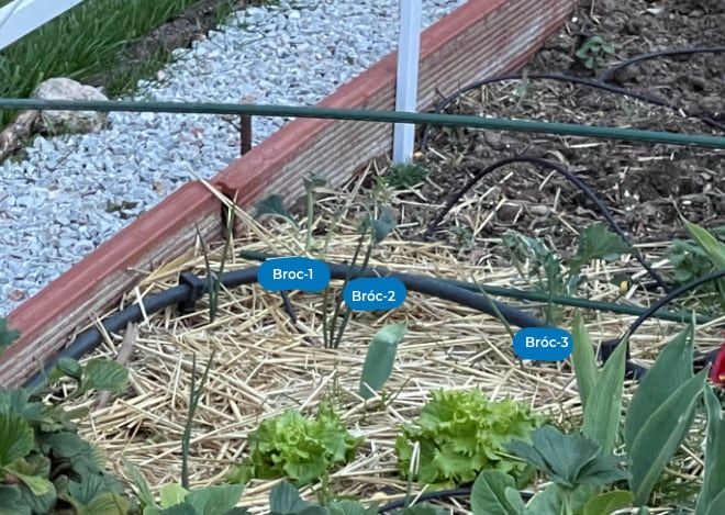 Plantones de brócoli en el bacal