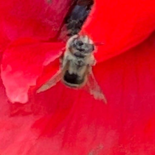 abeja512x512