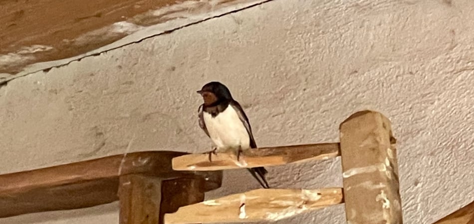 golondrina en palo