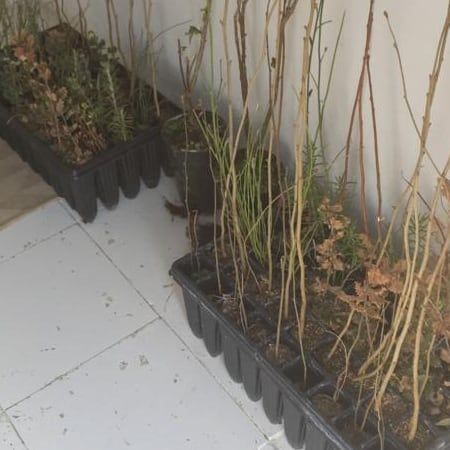 Semilleros con plantones de diferentes especies.