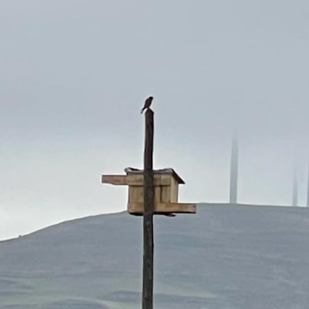 Milano sobre el poste.
